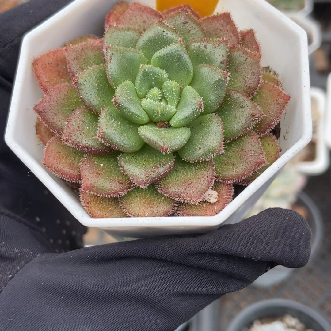 6139卡罗尔多肉植物