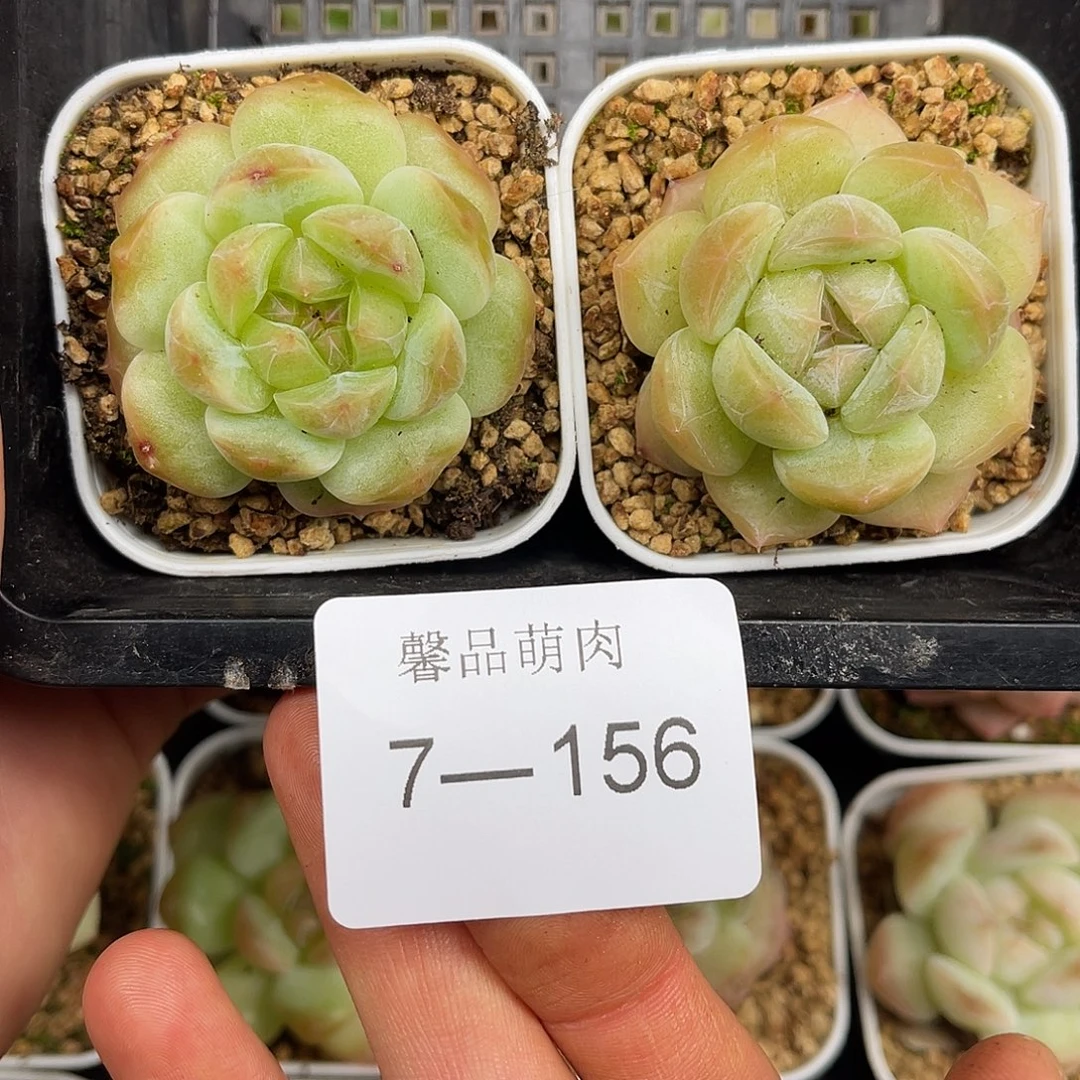 多肉一物一拍多肉7-156