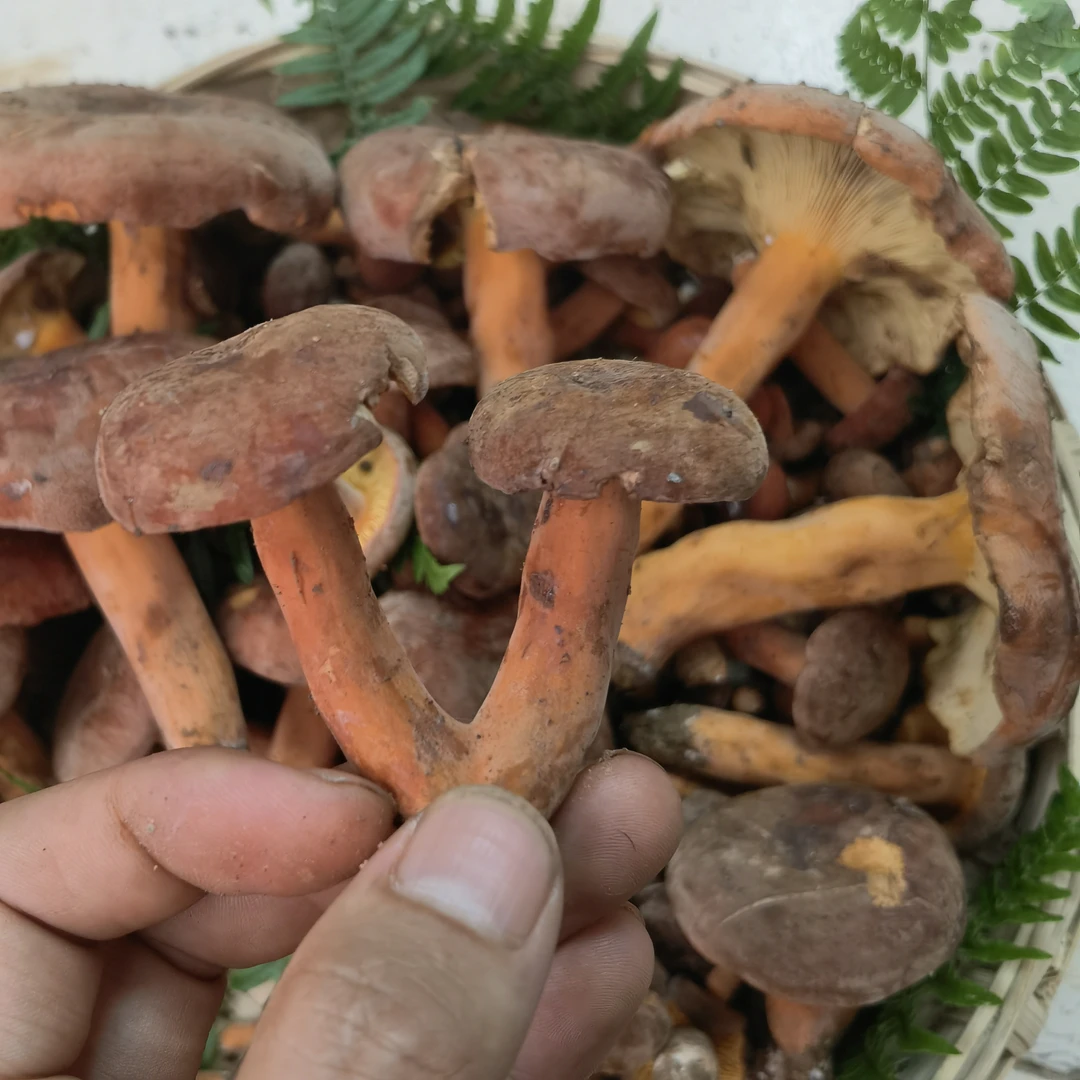 云南新鲜奶浆菌深山采摘美味可口