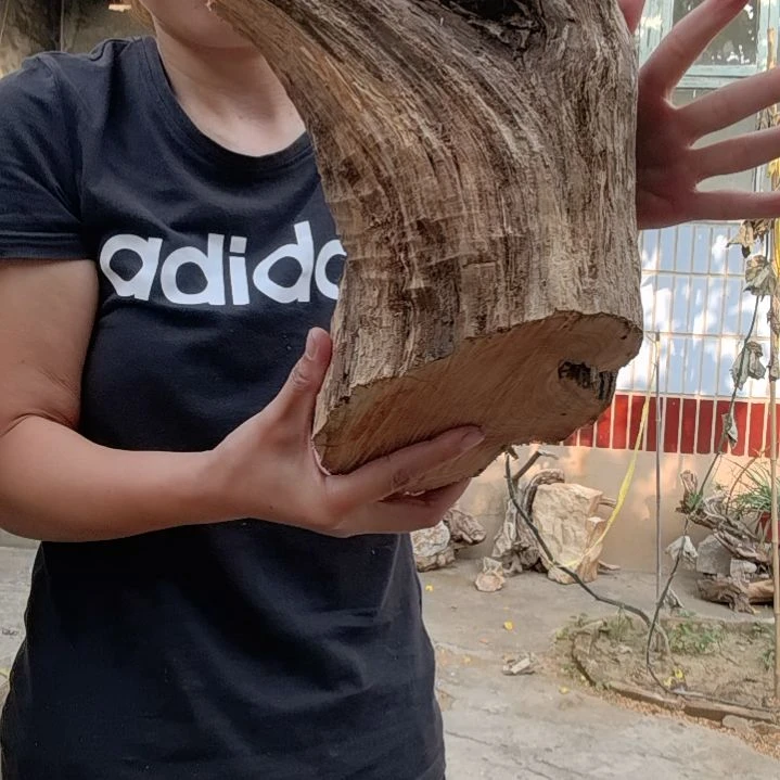 印***老木太行崖柏摆件摆件