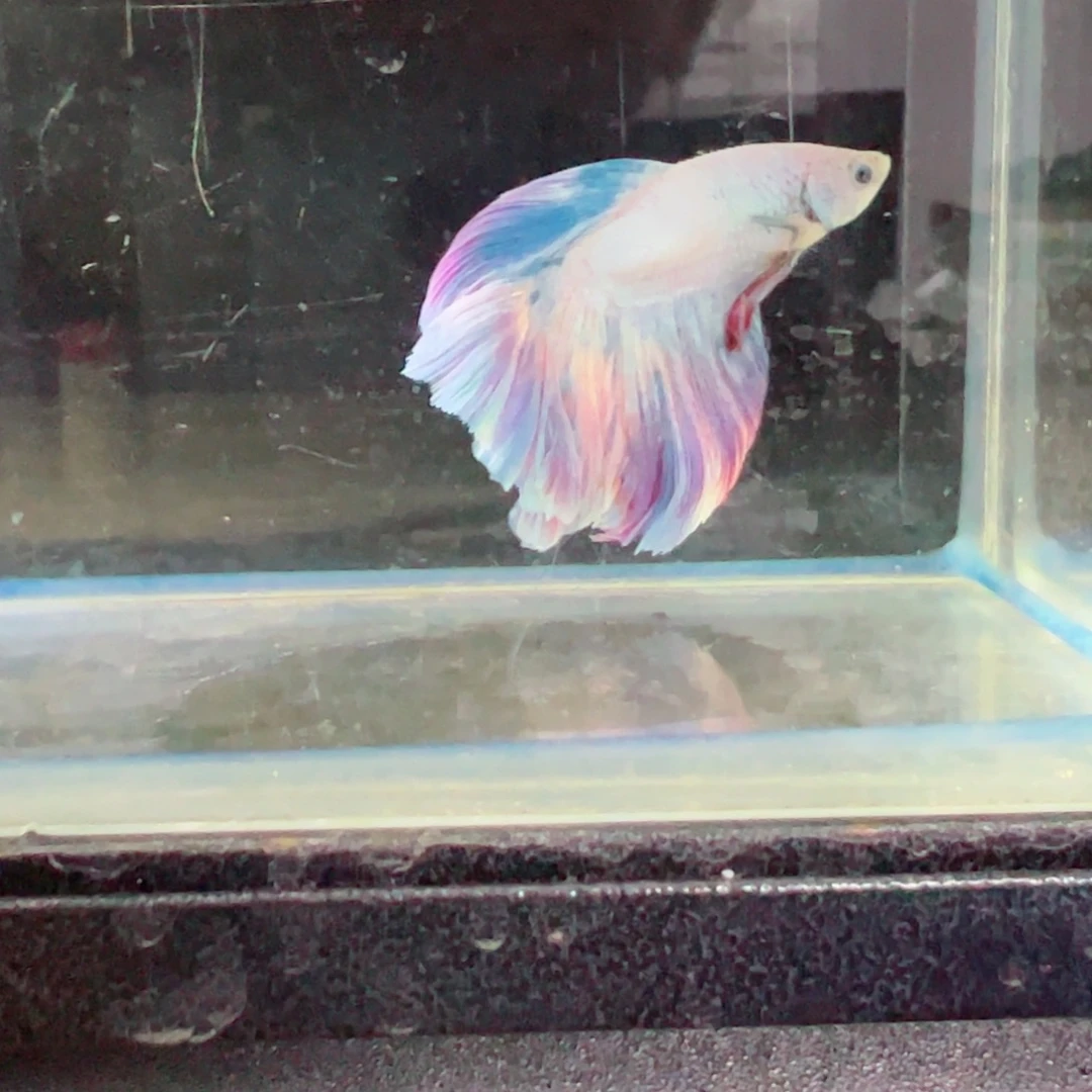 斗鱼浅色特殊尾hhhh
