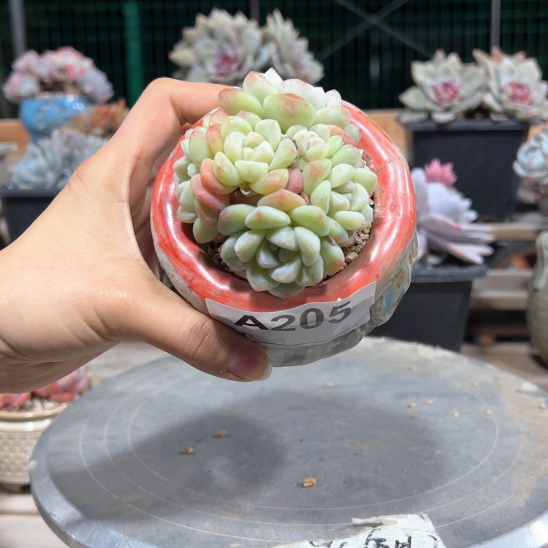 205多肉植物多肉