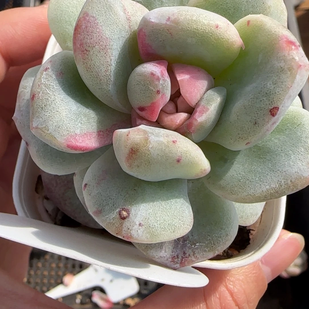 冰玉石化红锦多肉