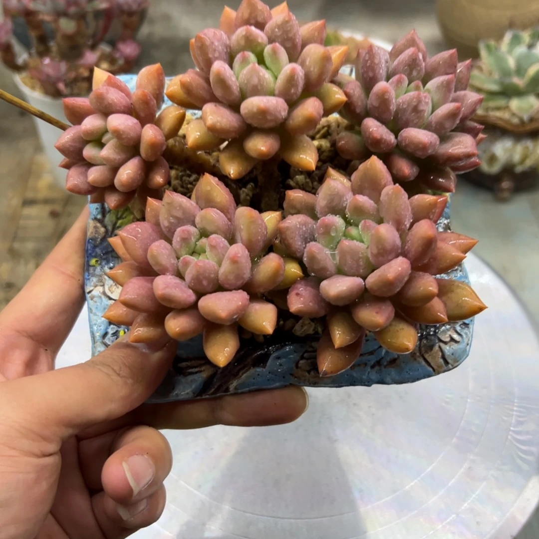 水晶球28 零零多肉植物