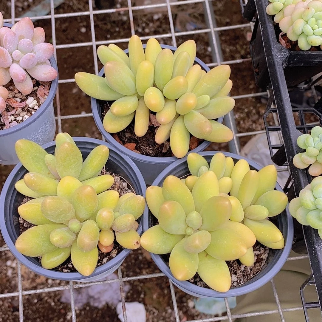 0713-糖果美人群福利一颗量拍