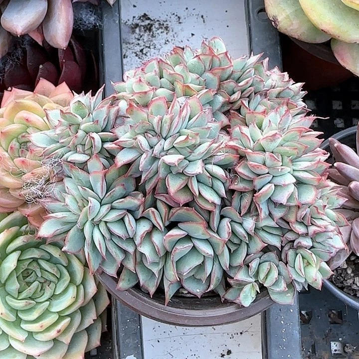 青蛙王子儿童牙膏111