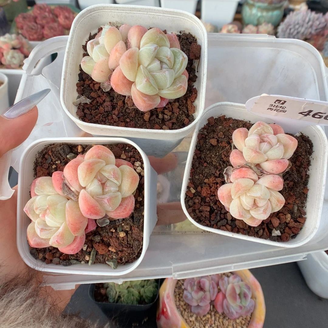 460三颗双头琥珀 冰玉多肉植物