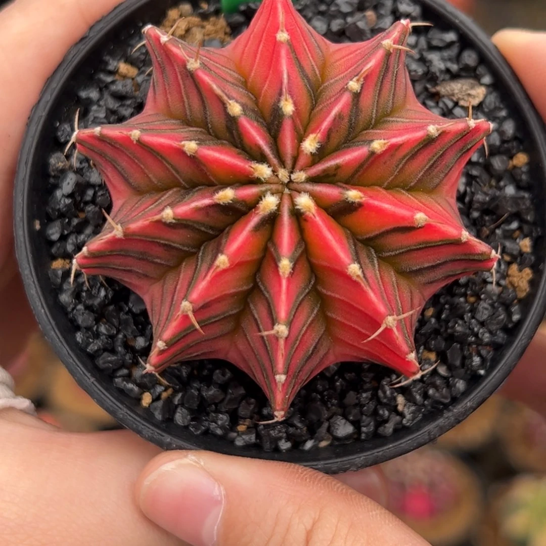 寶**虎泰系实生肋骨锦H77