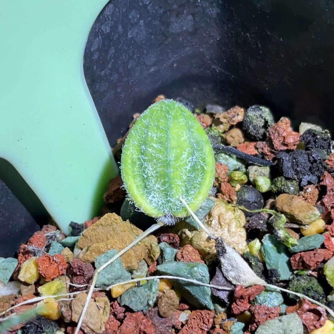 猪排锦植物一物一拍