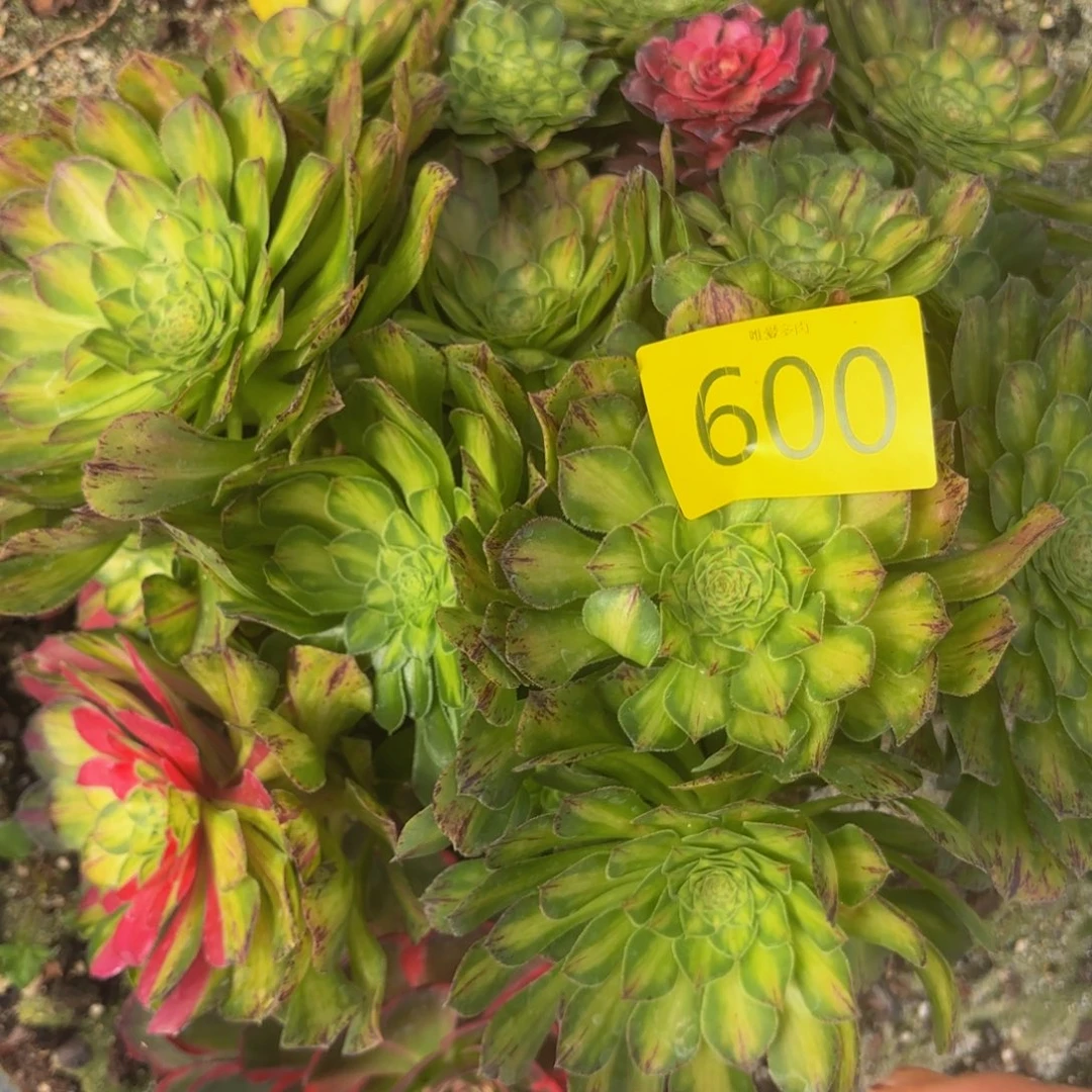 哈哈多肉葡萄福利600