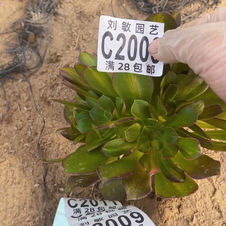 2003福袋直接发货多肉植物