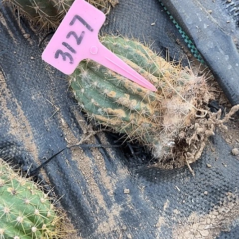 维尔刚有斑介意勿拍随机发3127