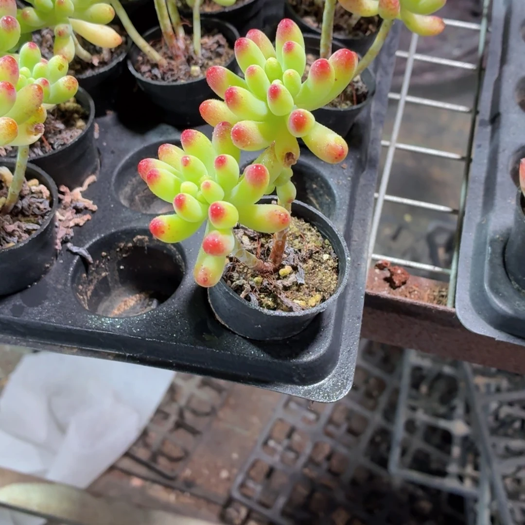 乙女心多肉9.9包邮发货