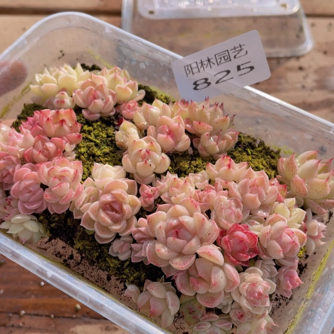 多肉植物多肉植物825