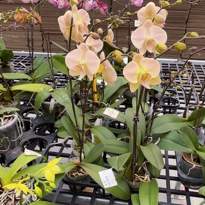 少量花朵（建议范围：2朵-5朵 或40%以下）