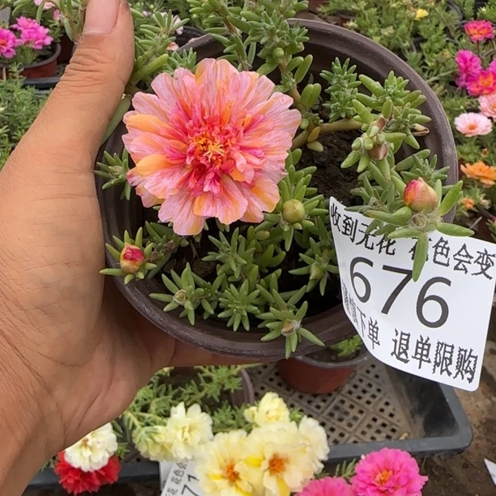 无花朵676超小苗盆口10cm