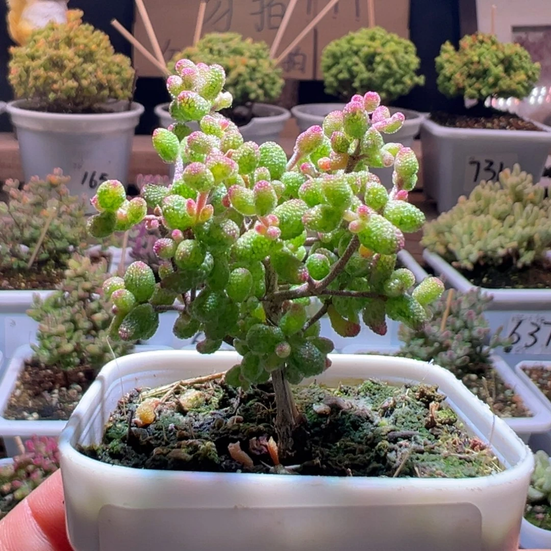 898花斑露一物一拍包开箱