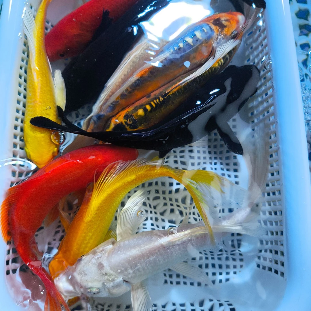 【十全十美 】10-13cm 2黄2白2红草2黑2龙 龙系混搭  观赏鱼