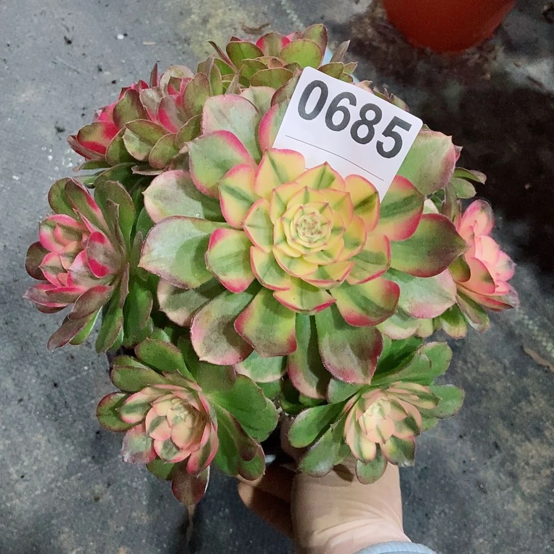 红陶0685荔枝3冠服17