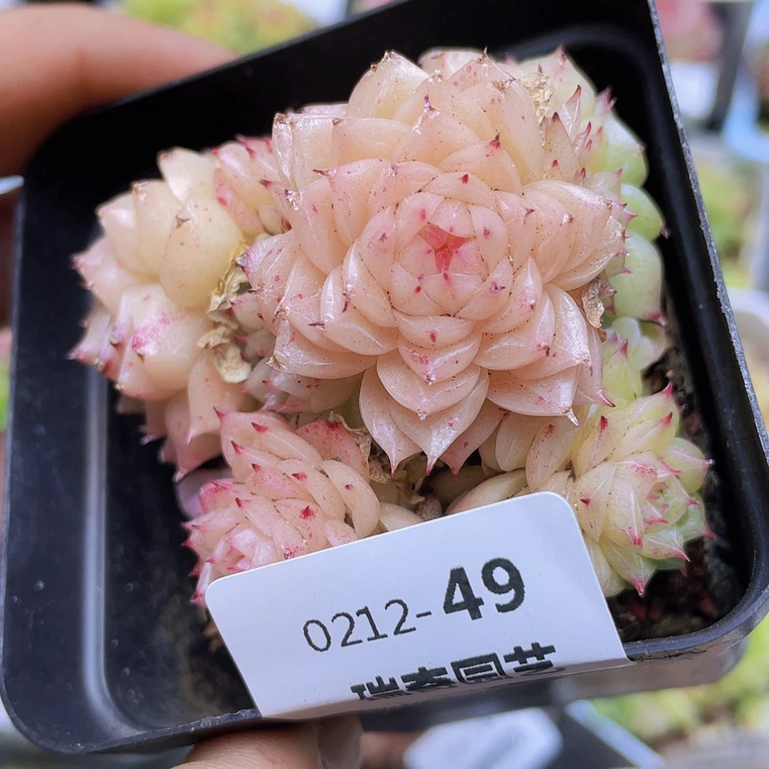 00000000000049量拍