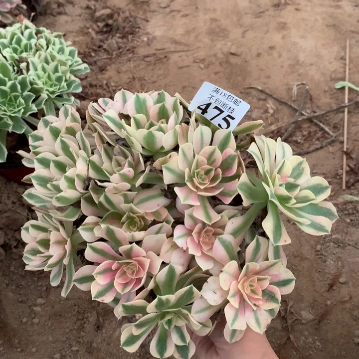 475粉女巫绣球4号棚