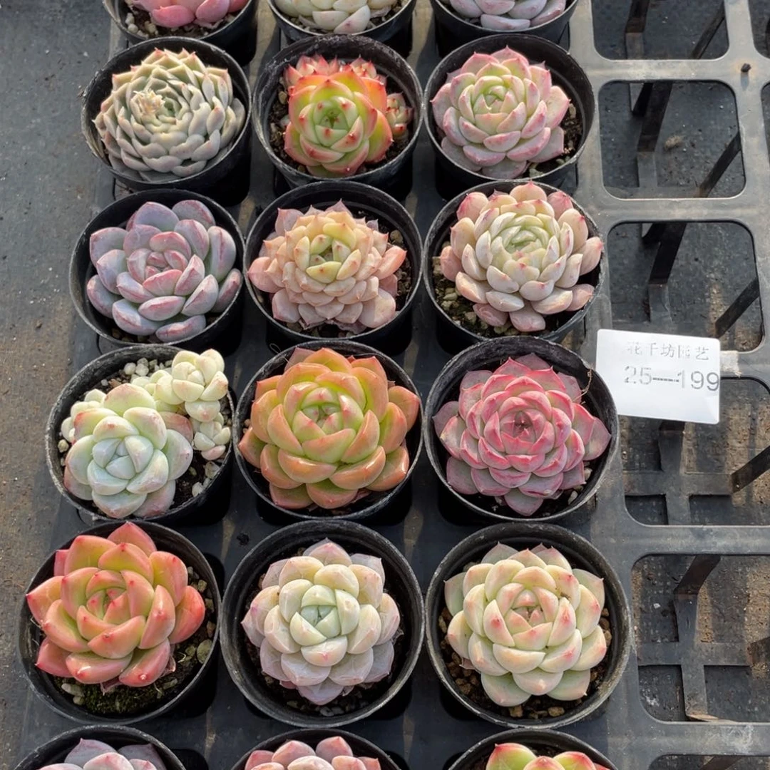 梅*鹏一物一拍18颗25-199