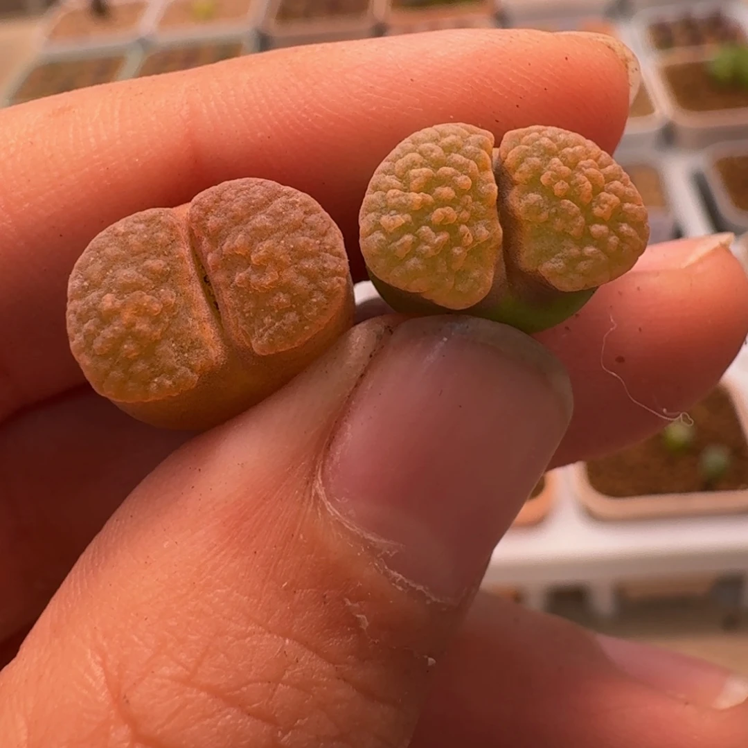 登****登395pppppppppppppppp