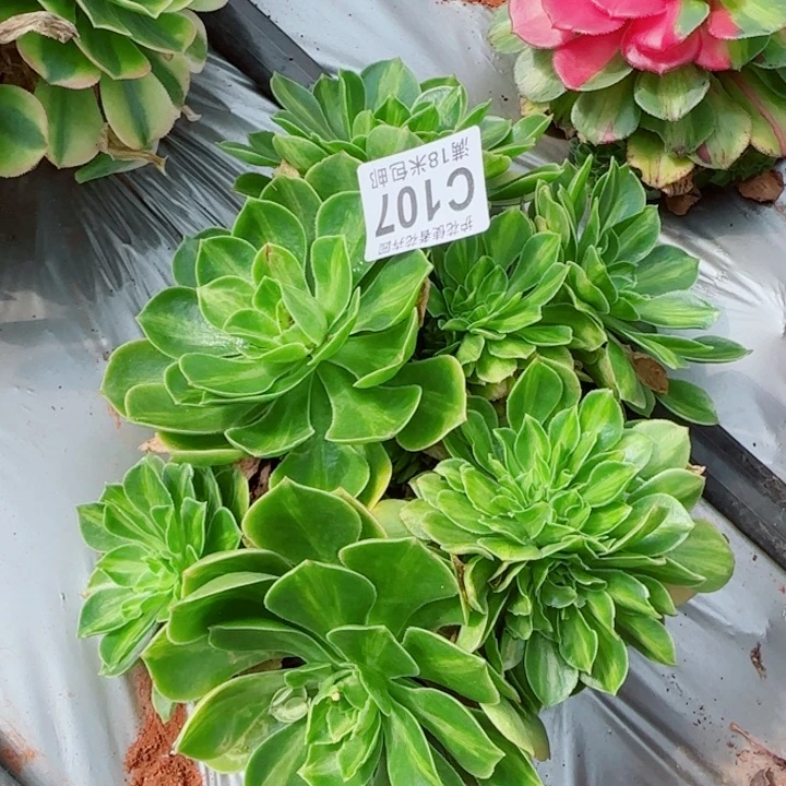 多肉 翡翠六级椎骨，多肉