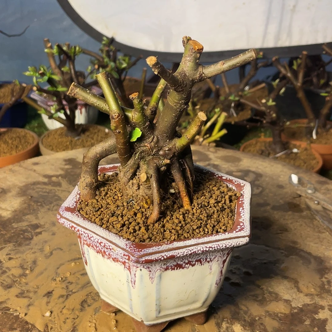 无花朵海棠131313130