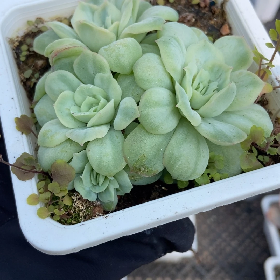 070泡泡纱多肉植物