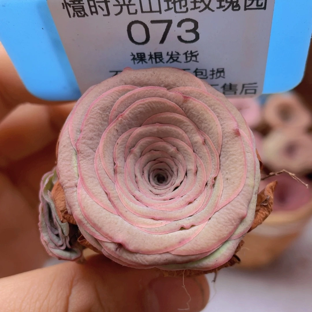 山地玫瑰073断枝不包损不售后