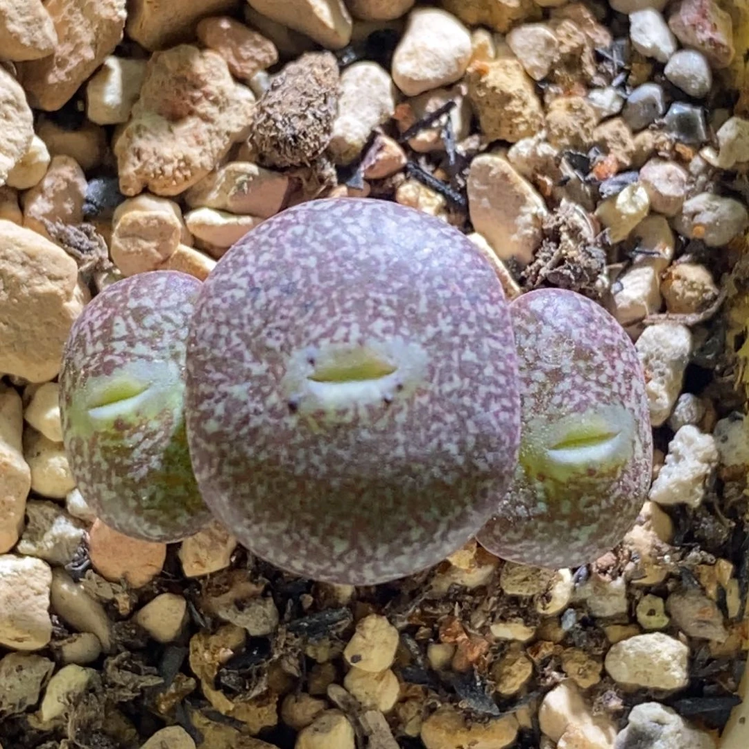 好看好看的杂交一颗