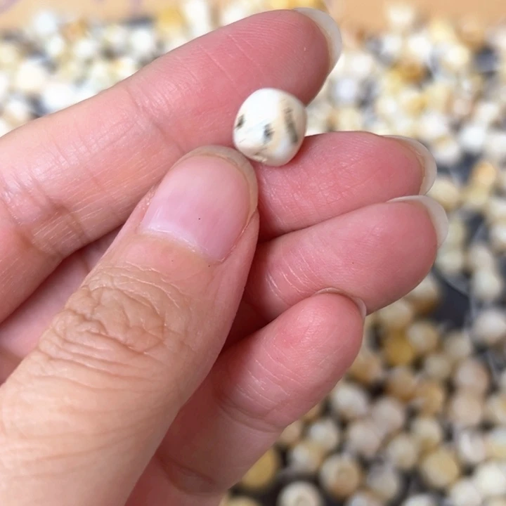 裸石蜜蜡未镶嵌8.5mm一个