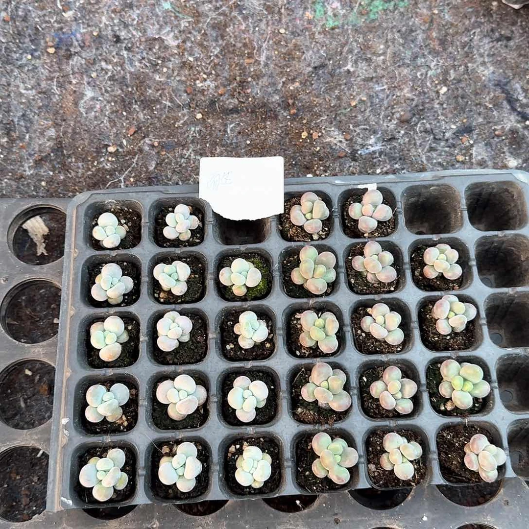 而生一物一拍专拍