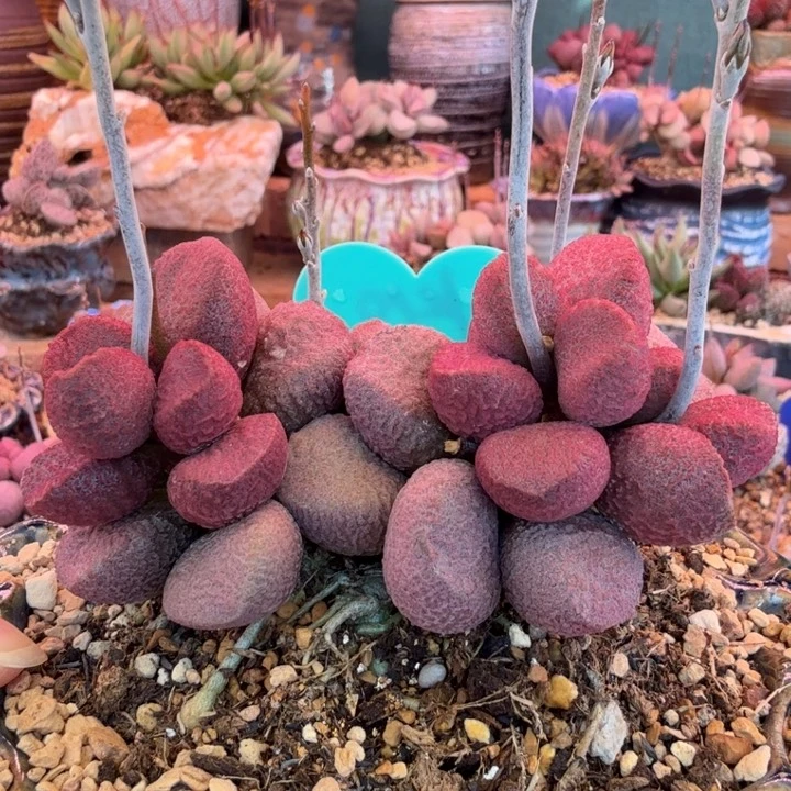 海****9一物一拍感谢大家分享