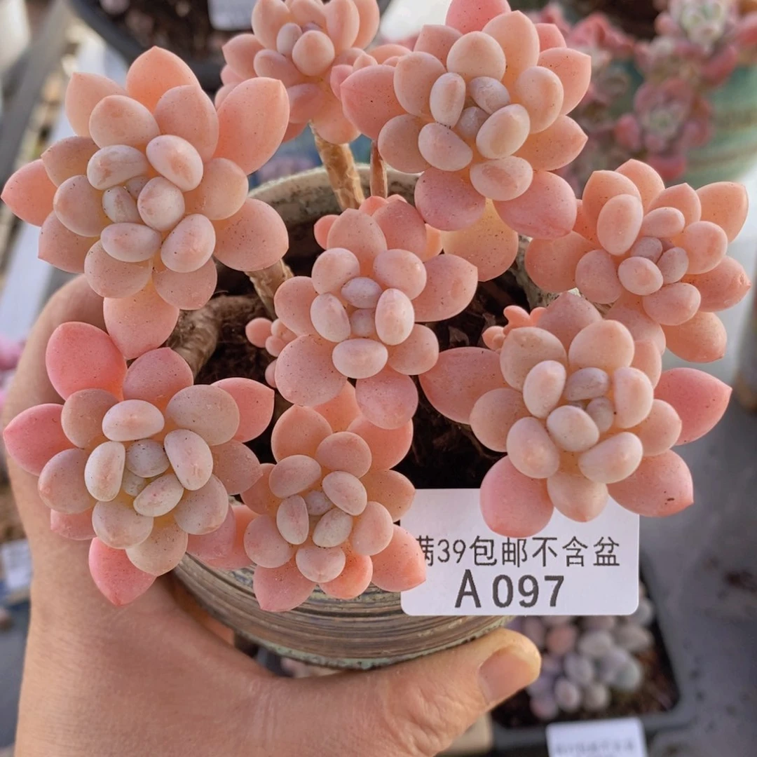 冰淇淋鱼子酱老桩10cm097多肉植物