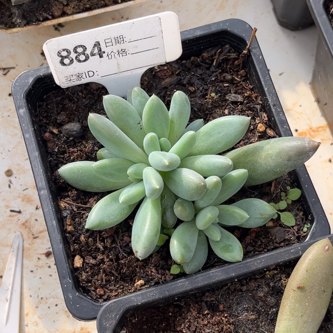 0***黄胖体哥特多肉植物884