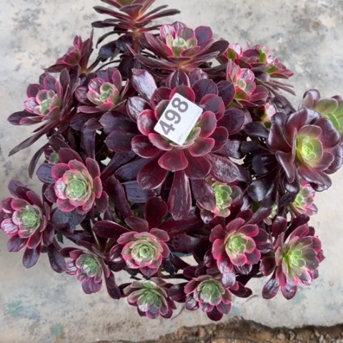 498赤霞飞36厘米左右