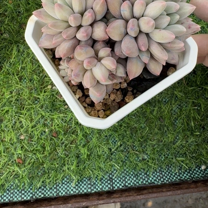 美人多肉植物绿植