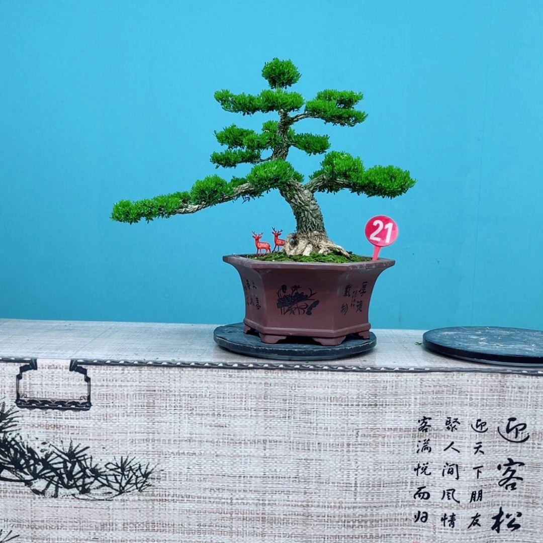 以实际为准广东雀舌黄杨盆景