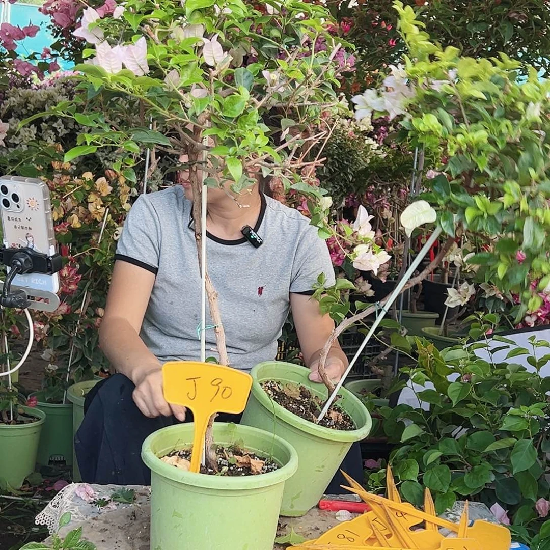 小***点大部分花苞少量开放J90苹果花