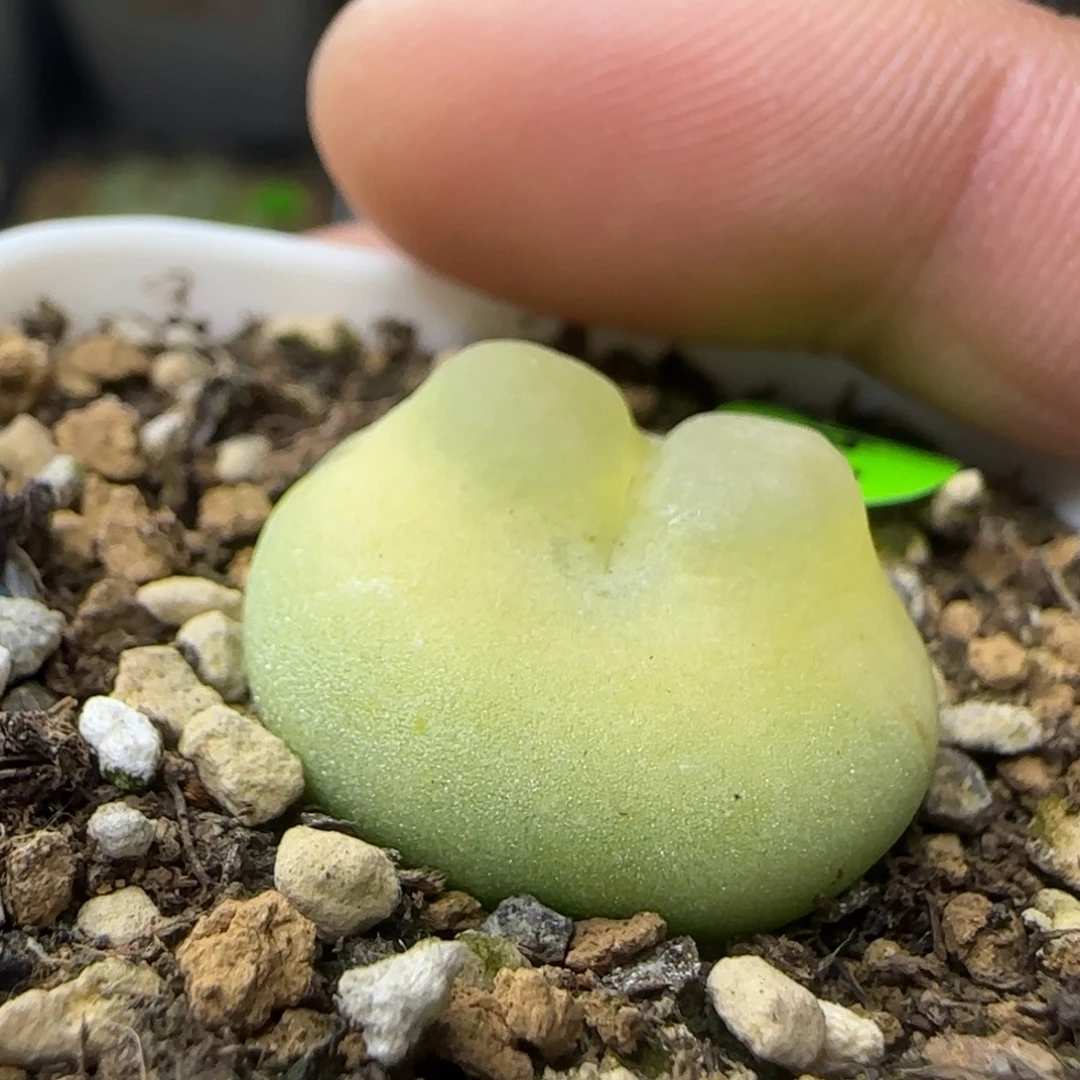 啾啾拉登2.2+点多肉740