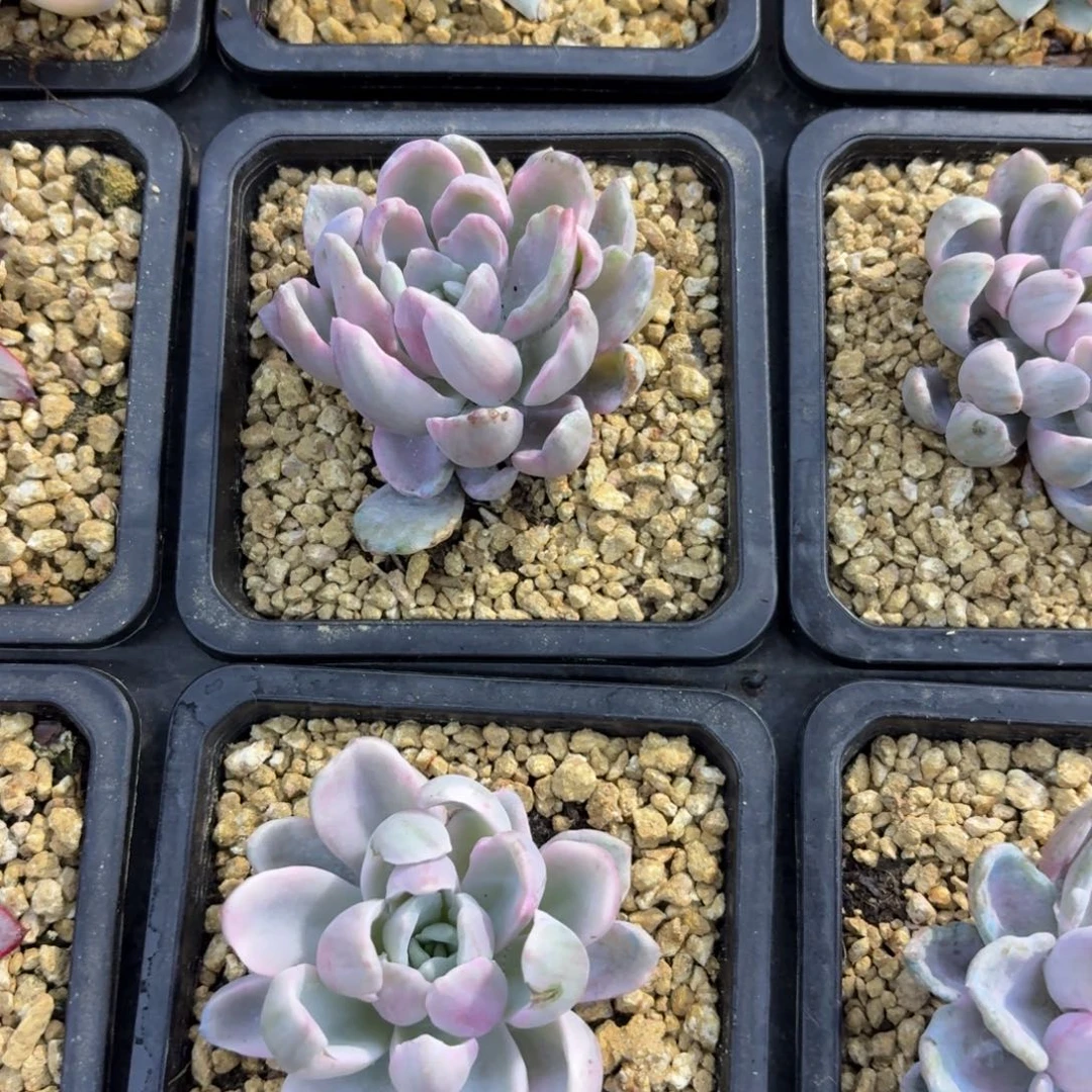 美尻石化一物一拍