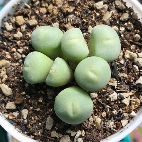 多肉肉锥 紫花毛饼