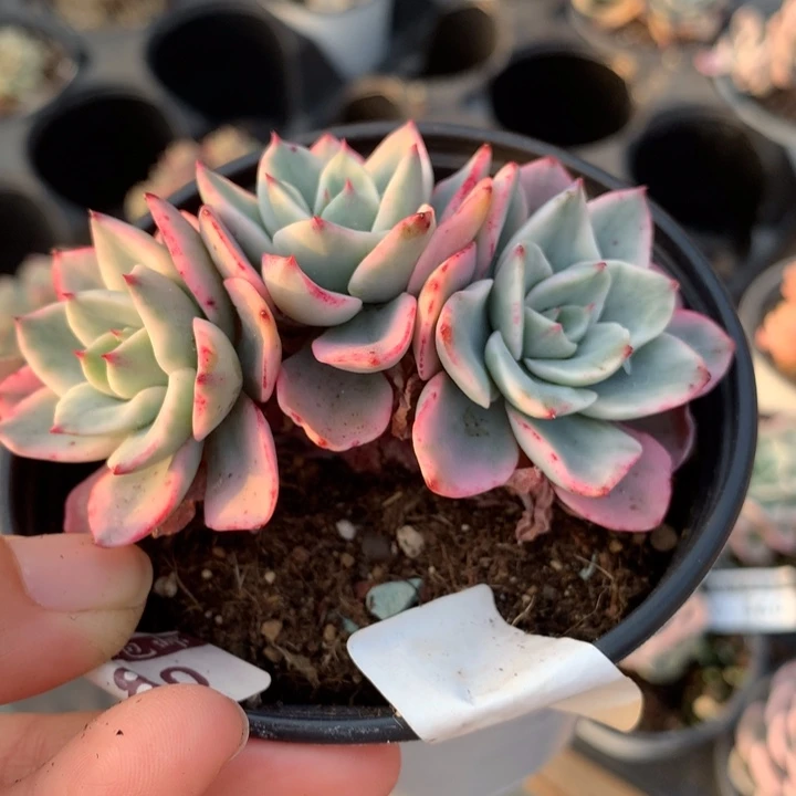 奶油黄桃锦多肉植物