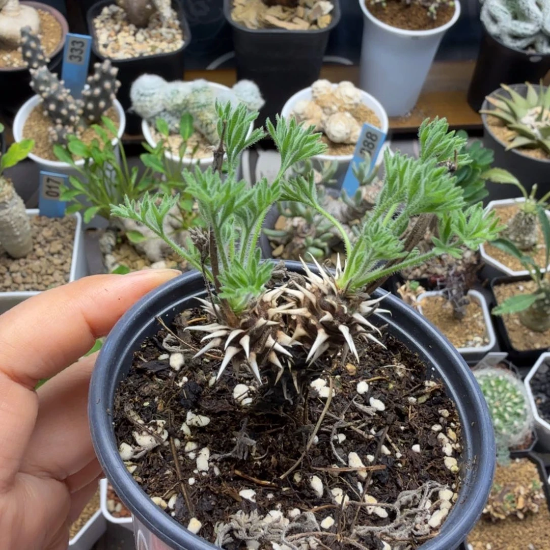 刺猬洋葵059仙人掌