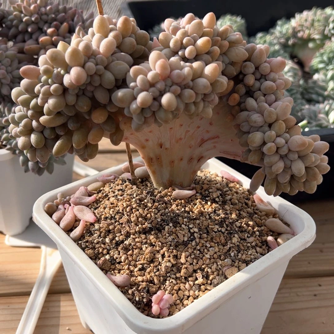 汤圆板子缀化多肉植物