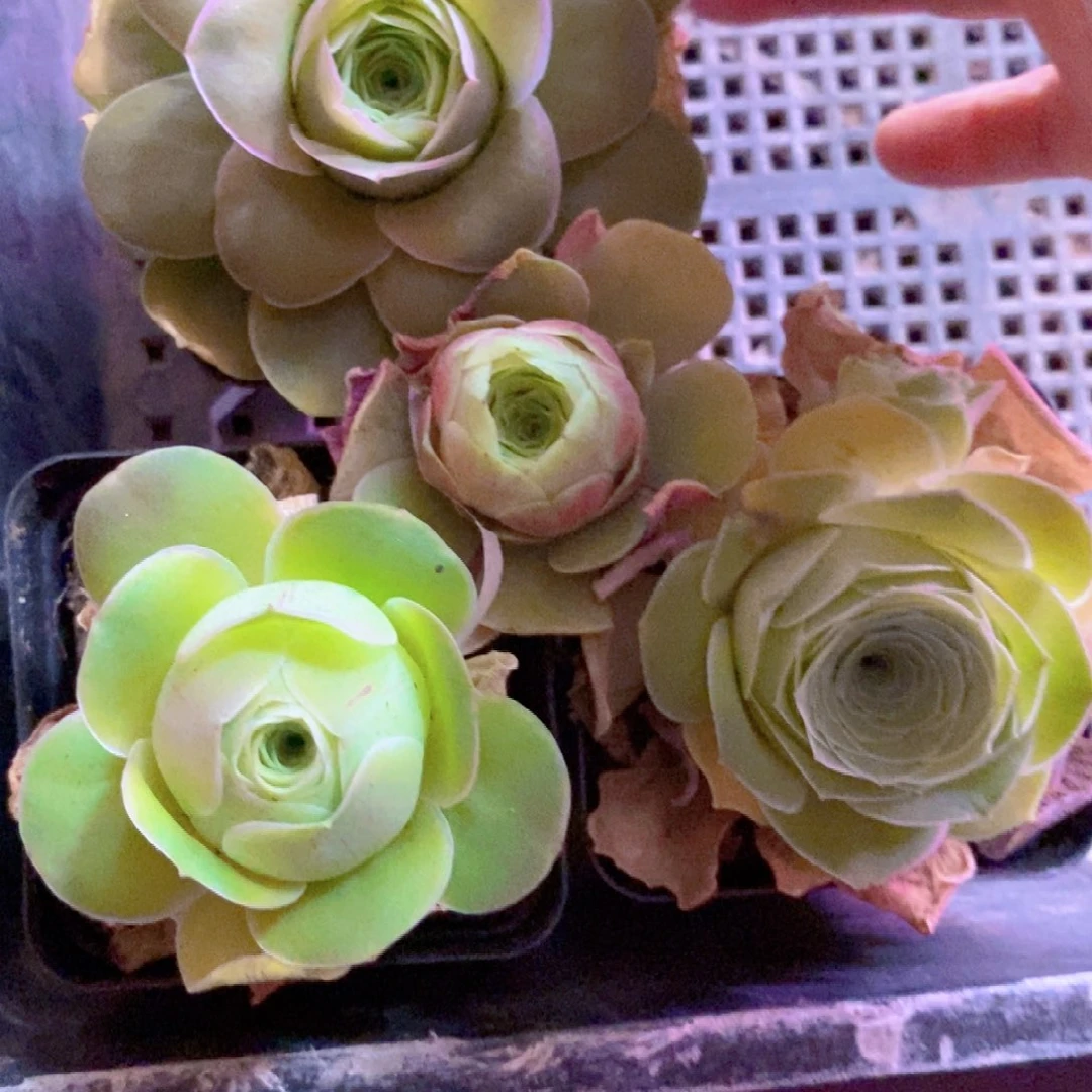 还****?山地玫瑰新粉福利一物一拍246