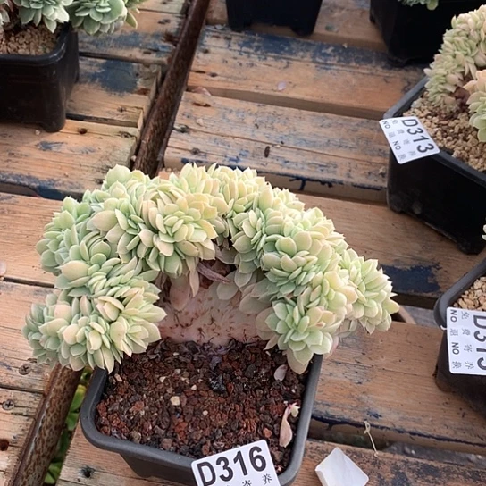 小白龙锦缀316 亏本处理退款拉黑7-8天发货