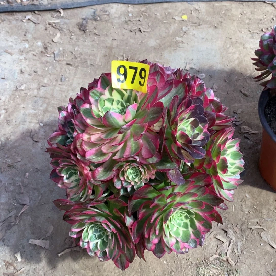 #**#海王有个断枝多肉979